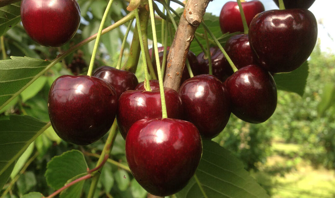 Süßkirschen der gesunde Snack