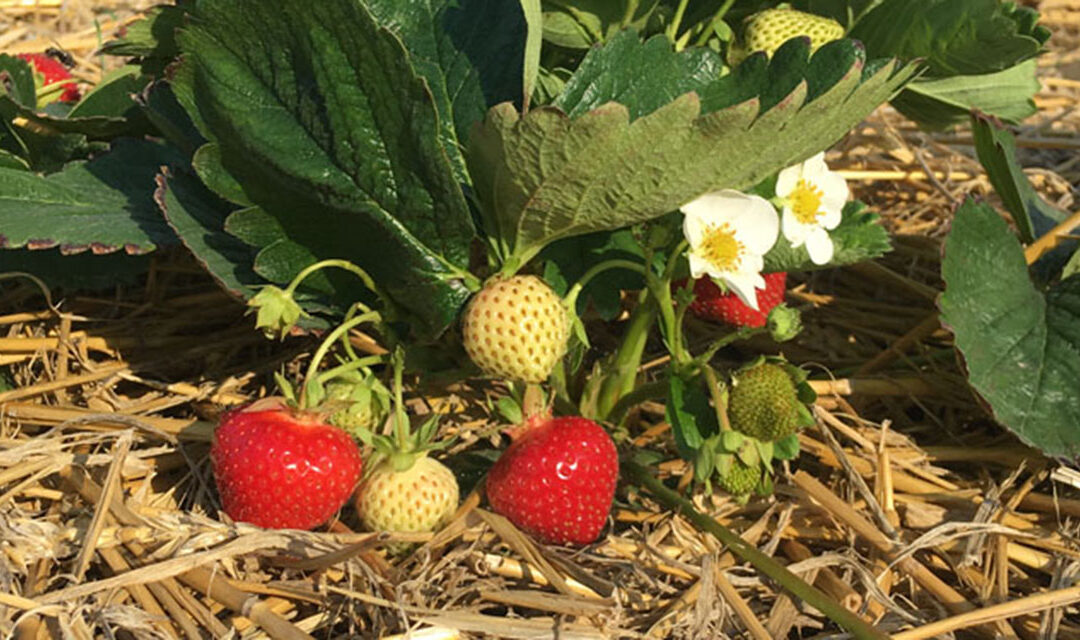 Erdbeeren in „Hülle und Fülle“